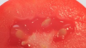 Томат Одиль F1