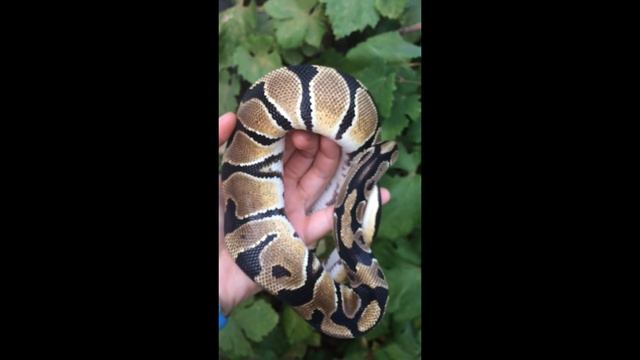 Ball Python Morphs: Orange Dream
