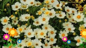 Кореопсис крупноцветковый АпТик Крим. Краткий обзор, описание coreopsis grandiflora UpTick Cream