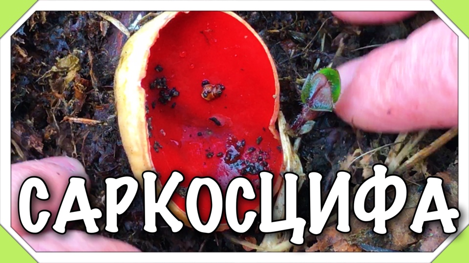 Саркосцифа- первый весенний съедобный гриб. Какие грибы собирать весной?
