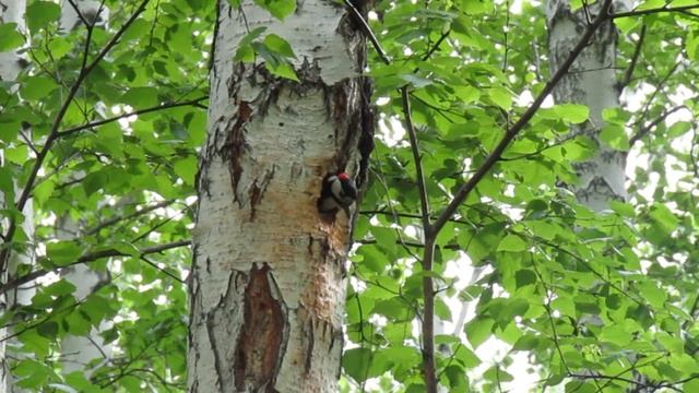 Из жизни леса: Большой пестрый дятел. смотреть онлайн