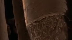 Наши волосы под микроскопом