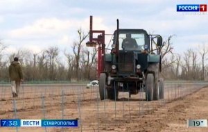 Виноградари Ставрополья завершают весенне-полевые работы