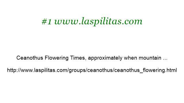 How-To Cultivate Ceanothus Prostratus смотреть онлайн