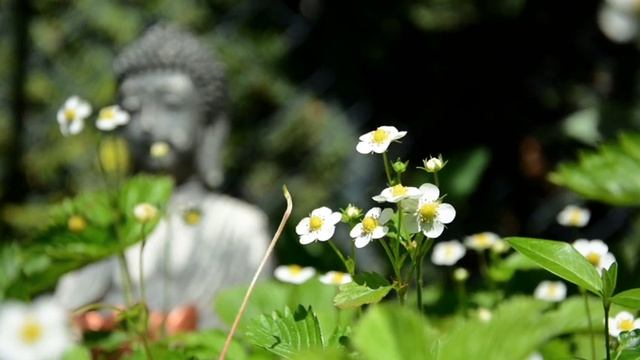 10 Minute Meditation - for Mindfulness, Stress Relief, Relaxation, Zen смотреть онлайн