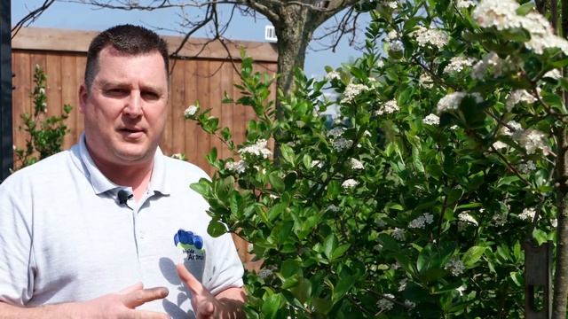 ⭐⭐Aronia Nero Superberry - Marketing Name oder wirklich so super? смотреть онлайн