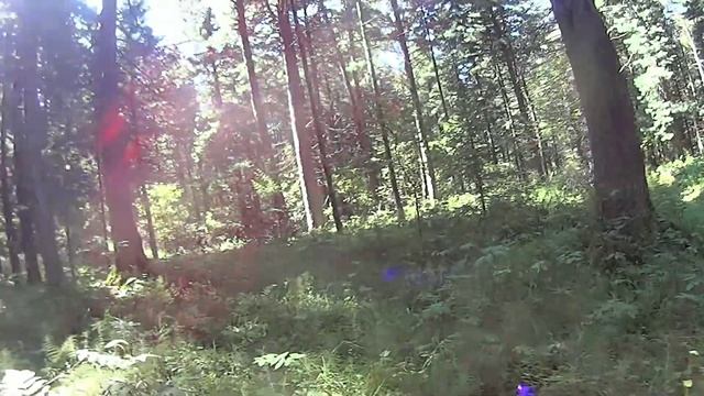 Добыча кедрового ореха смотреть онлайн