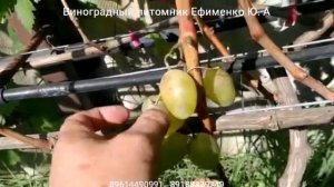 виноград Белая медведица