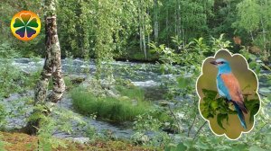 Сибирский березовый лес Пение птиц Шум лесного ручья Relax