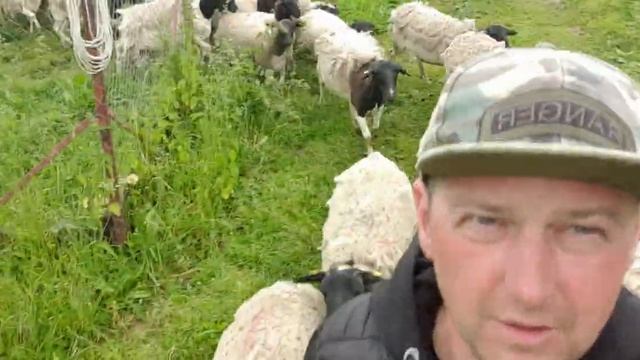 перегон овец из овчарни в овчарню для отбоя переярок на покрытие, ярок на продажу и полной проверки
