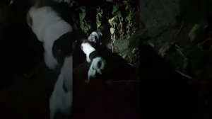 Охота на барсука лайками