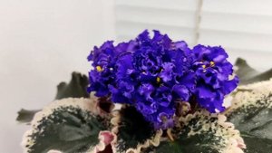 Фиалка ВаТ-Темная Госпожа