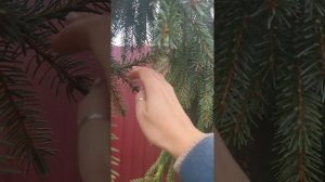 ель сербская пендула Брунс. Picea omorika pendula bruns. Садовый дневник