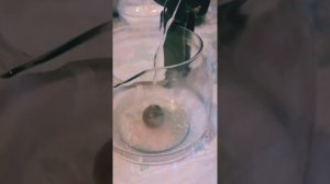 Как распускается чайный цветок, китайский чай как заваривать