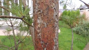 Посаженная сосна с короедом!