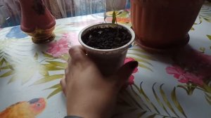 КАК вырастить ГРАНАТ из косточек в домашних условиях