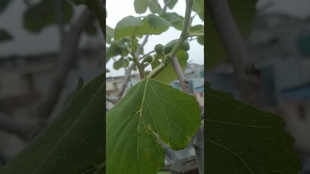 #beautiful #fig plant 🌳#tanding