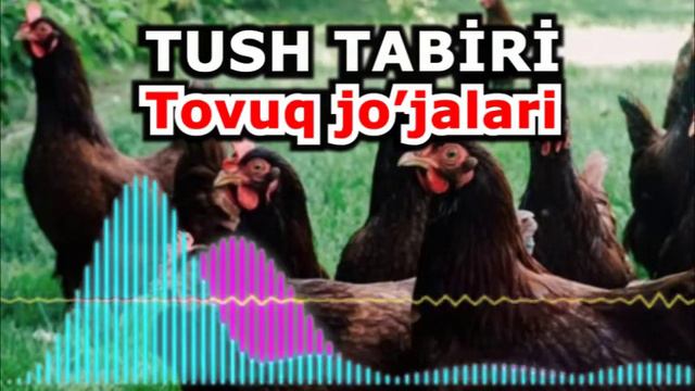 Tushda tovuq jo’jalari - Tushda tovuq ko`rsa nima bo`ladi смотреть онлайн