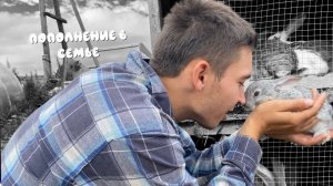 КРОЛЬЧИХА РОДИЛА/КАК ПРАВИЛЬНО СМОТРЕТЬ ПОСЛЕ РОЖДЕНИЯ/КРОЛИКОВОДСТВО