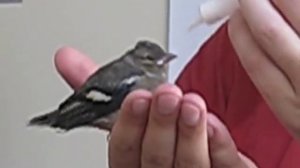 Chaffinch - Кормление зяблика