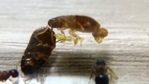 Муравьи Meranoplus bicolor Гостевой СЕЗОН!