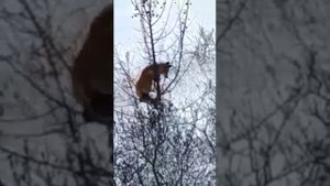 Лиса на дереве