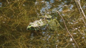 Лысухи ныряют, стрекозы летают. Лягушка ждёт