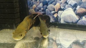 Астронотус в 200 литровом аквариуме. Спустя пол года