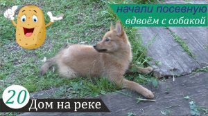 Пополнение в семье, начало посевной, картофель с дёгтем - 2. Дом на реке, часть 20