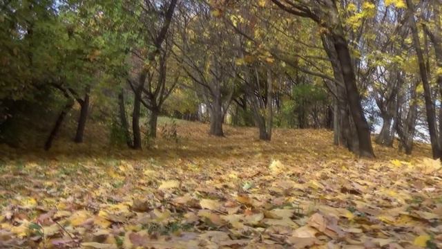 Music&Words Nicola Conte, vocals&playback& video by Alexei Chernykh смотреть онлайн