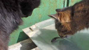 Бычки хрустели на клыках кошачьих 1.05.2022 Херсон. Только словили из Днепра. Прикол