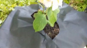 ??Делаю клумбу для гортензии?#гортензии #гортензиикрупнолистные #клумбасвоимируками #астильба