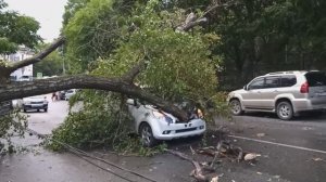 Дерево на машине.