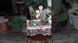 цикломен из семян