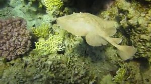 Электрический скат. Красное море. Хургада.