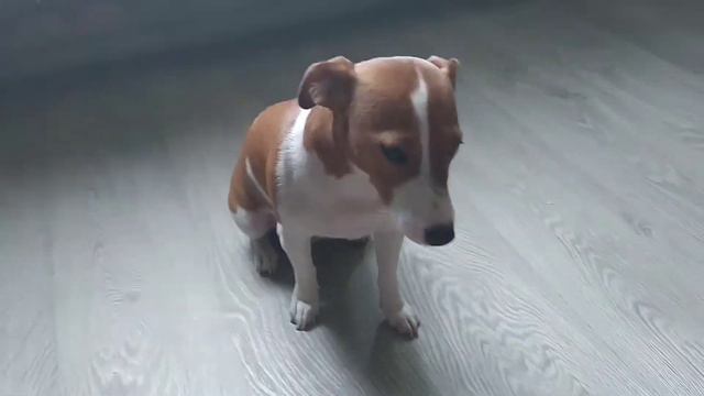 Меня заставили красить губы (Говорящая собака Таки) смотреть онлайн