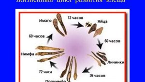 Применение крема ДЕМАЗОЛ при демодекозе век 17 июня 2019