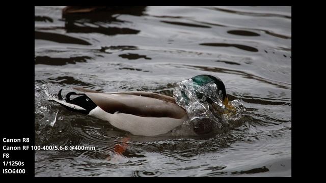 Das Mini-Tele-Zoom! Canon RF 100-400mm USM Review смотреть онлайн