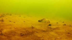 Балда на окуня , игра под водой на глубине двух метров  .