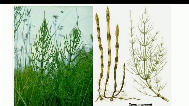 Папоротник, хвощи, плауны смотреть онлайн