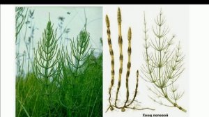 Папоротник, хвощи, плауны