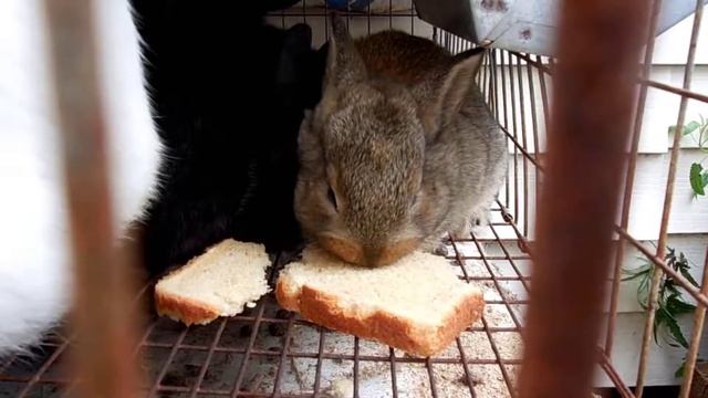 Можно ли кормить кроликов хлебом смотреть онлайн