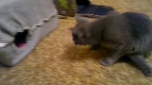 почему кошки ловят мышки?