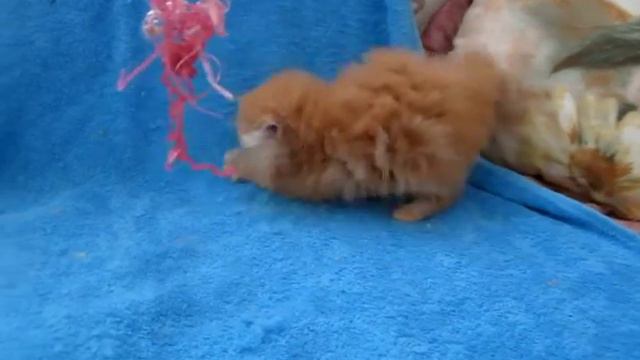 Рыжуля 1 мес 1 нед 18042 смотреть онлайн