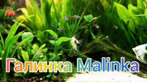 Таня Казачка//Не собирается помирать под коровой //Обзор Влогов //