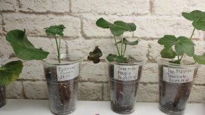 Черная ножка. Как выглядит? Выводы по укоренению плющелистных пеларгоний