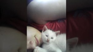 Кот любит хозяйку мило