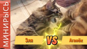 Catty Combat ❤️ Кошачий бой