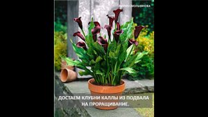 Достаем клубни каллы из подвала для проращивания.