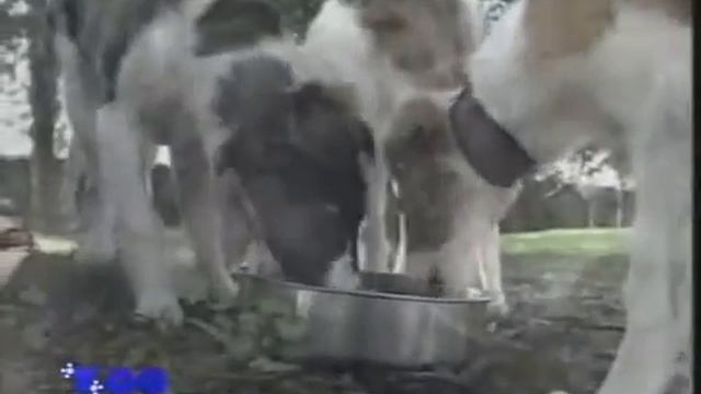 РУССКАЯ ПСОВАЯ БОРЗАЯ